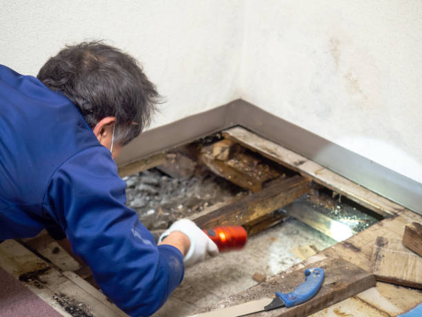 Best Same-Day Mold Removal  in Rush Springs, OK