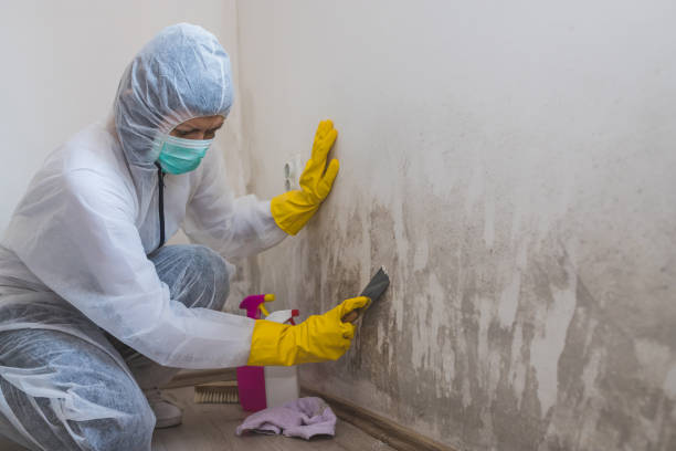 Best Toxic Mold Removal  in Rush Springs, OK