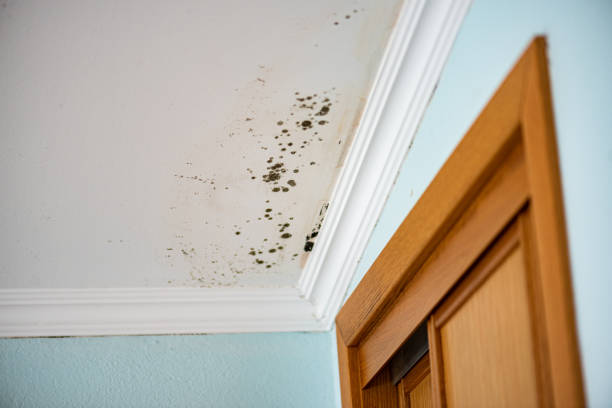 Best Attic Mold Removal  in Rush Springs, OK