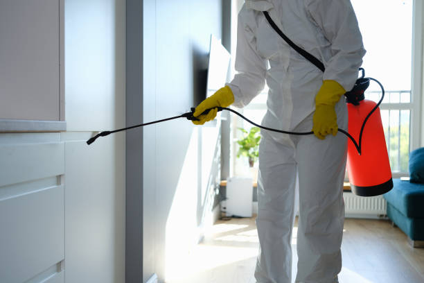 Best Fast Mold Removal  in Rush Springs, OK