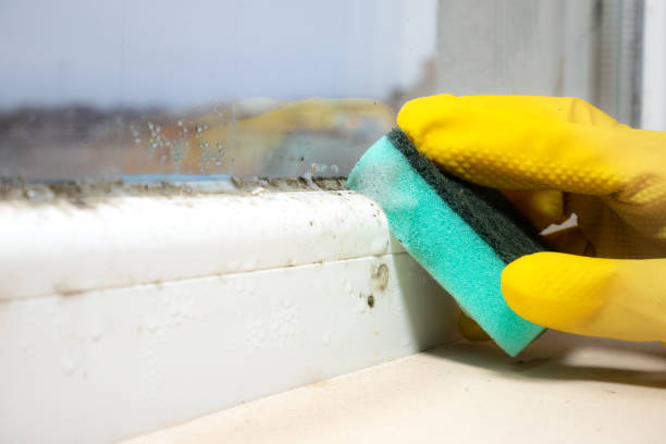 Best Mold Damage Repair  in Rush Springs, OK