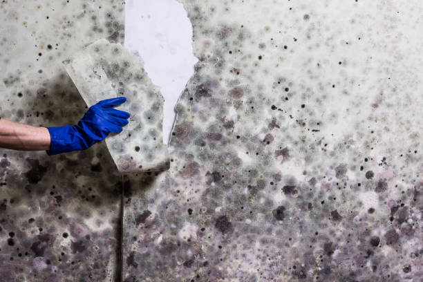 Best Best Mold Removal Companies  in Rush Springs, OK