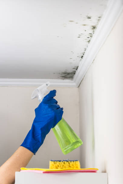 Best Mold Remediation  in Rush Springs, OK