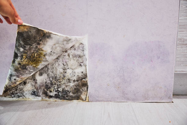 Best Same-Day Mold Removal  in Rush Springs, OK